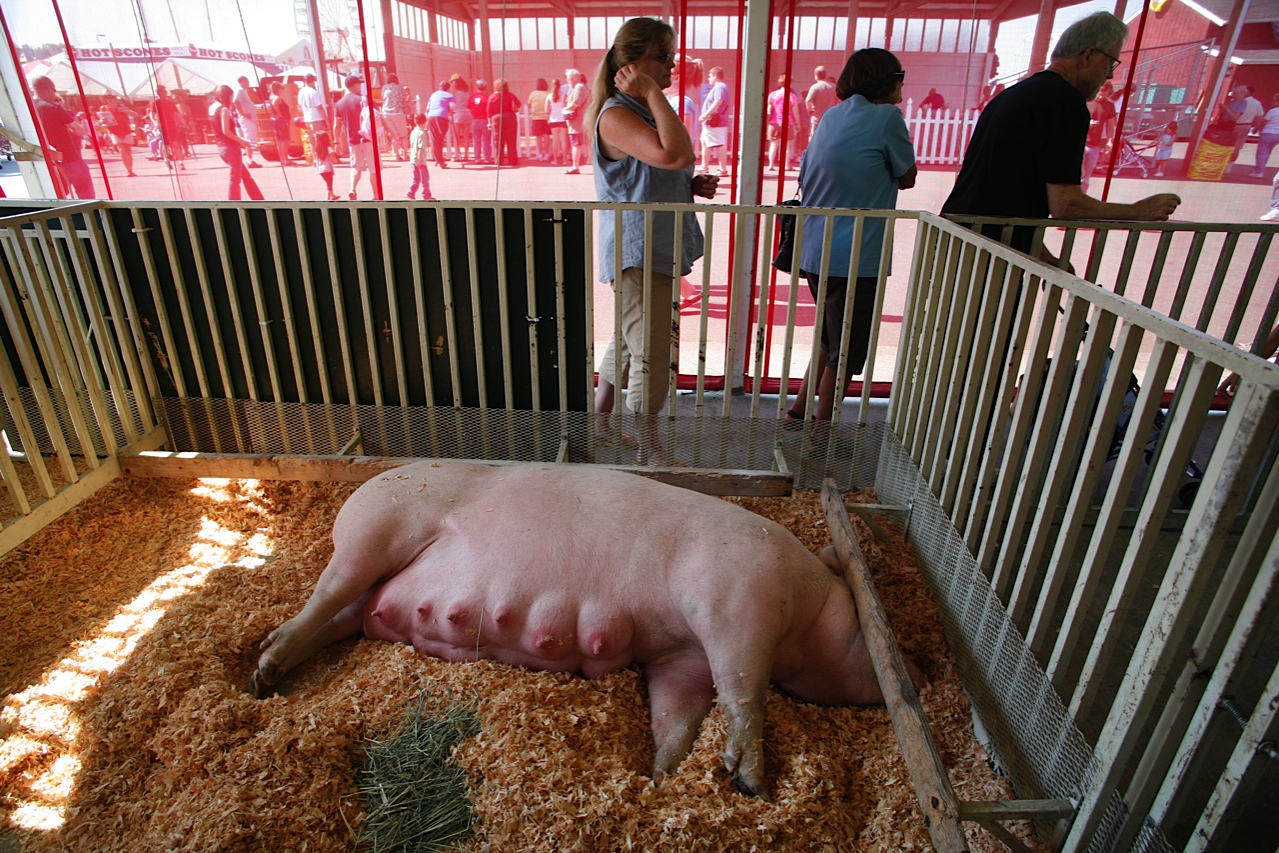 сперма свиней видео фото 95